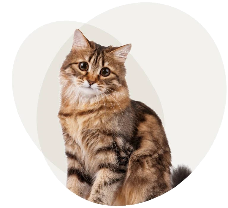 Mobile Cat Grooming in North wales