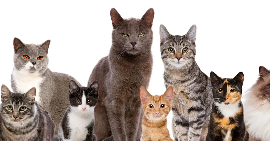 cat grooming in North Wales