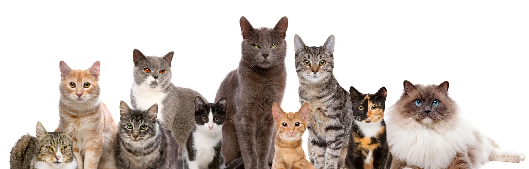 Mid Wales and North Wales Mobile Cat Grooming