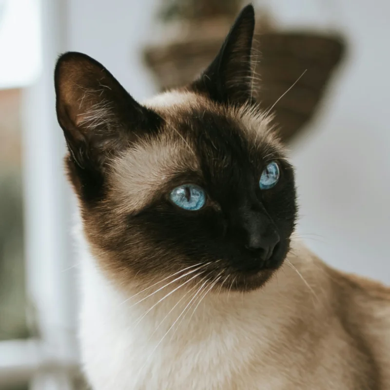 Mobile Cat Grooming services in Mid Wales
