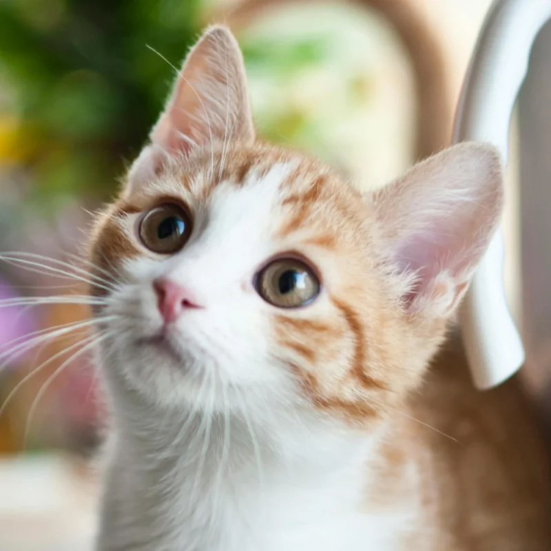 Cat Grooming in North and Mid Wales