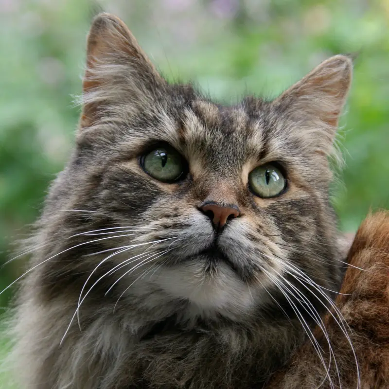 Happily Groomed Cat